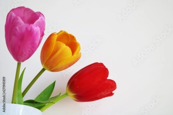 Fototapeta 花　チューリップ　屋内　白バック　日本