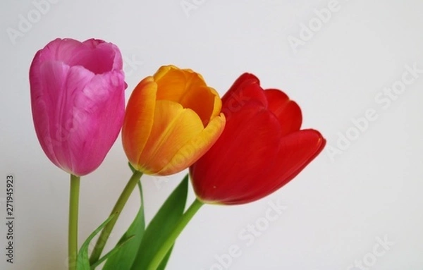 Obraz 花　チューリップ　屋内　白バック　日本