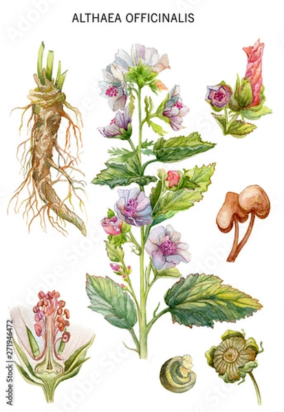 Obraz Botanical water color illustration of a herb of Althaea