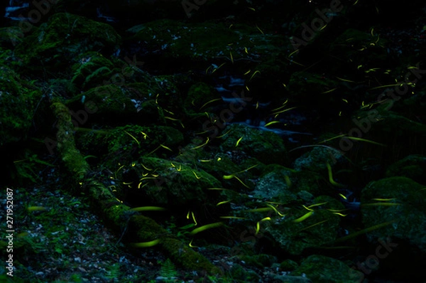 Fototapeta 渓流とホタル