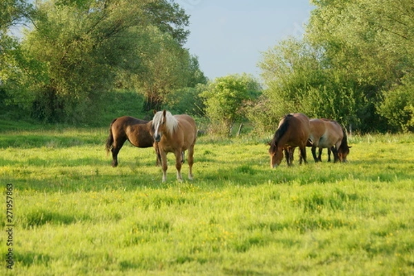 Fototapeta Stado koni