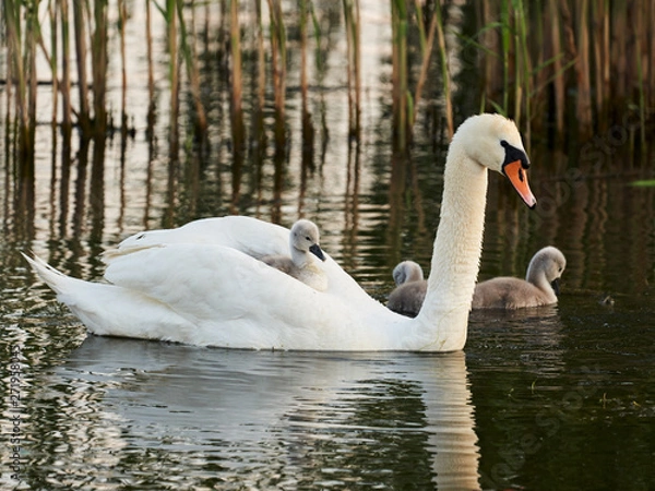 Fototapeta White Mother Swan with a small gray Swan, which rolls like a tourist cruise sea liner.