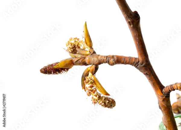 Fototapeta coming springtime