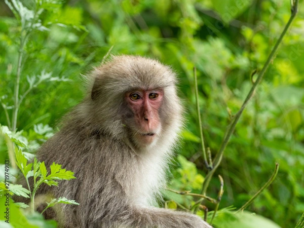 Fototapeta ニホンザル