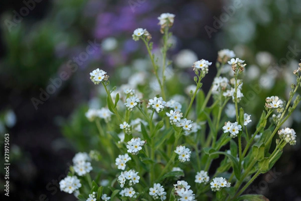 Fototapeta Niezapominajki białe