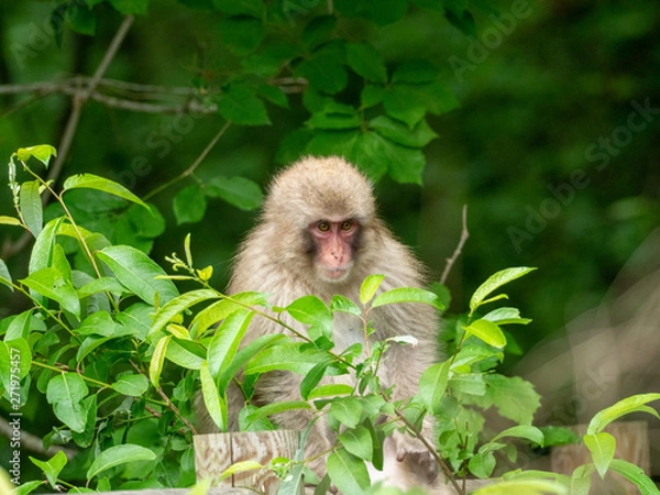 Fototapeta 新緑の季節のニホンザル