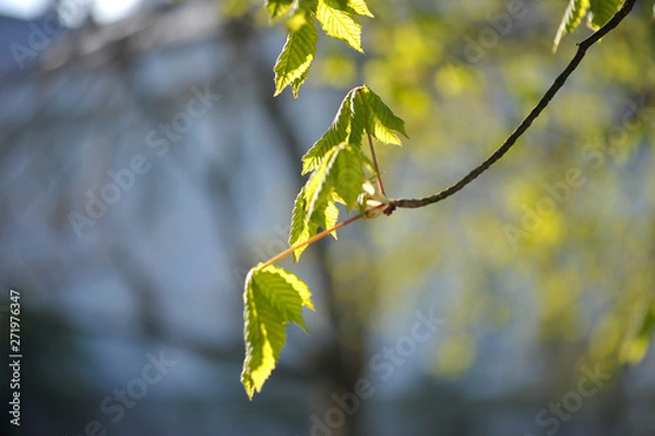 Obraz kasztanowiec wiosną