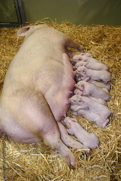 Fototapeta Little piglets suckling their mother