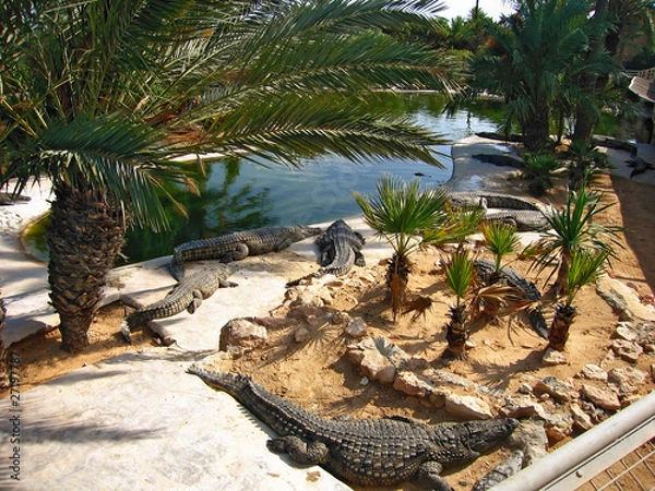 Fototapeta The crocodiles on the farm on Djerba Island, Tunisia