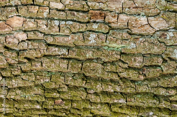 Fototapeta texture of old tree bark