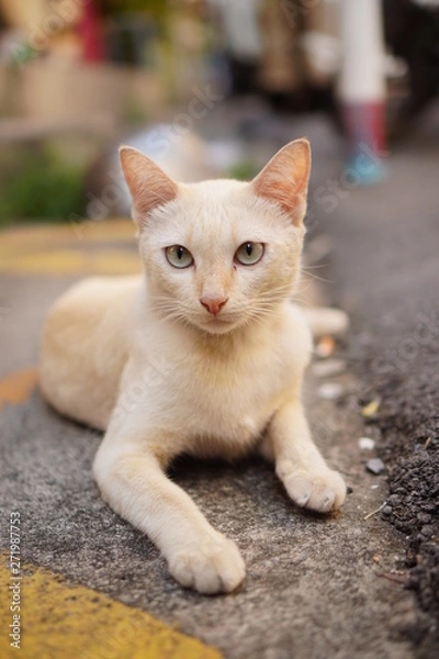 Fototapeta cute cat stare with notthing.