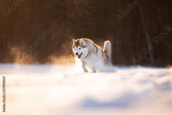 Obraz Crazy, happy and cute beige and white dog breed siberian husky running on the snow in the winter field at golden sunset