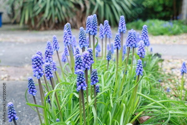 Fototapeta Grape hyacinth