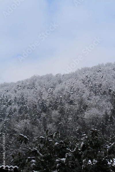 Obraz forest in winter