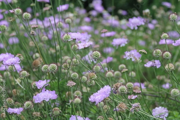Obraz Lila Blümchen