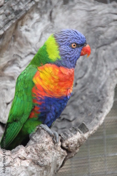 Obraz farbenprächtiger Lorrie