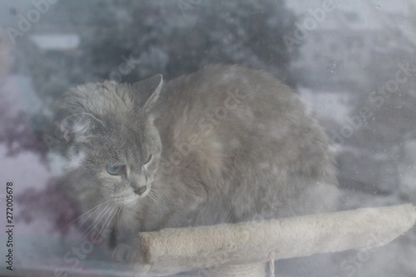 Obraz cat behind the window