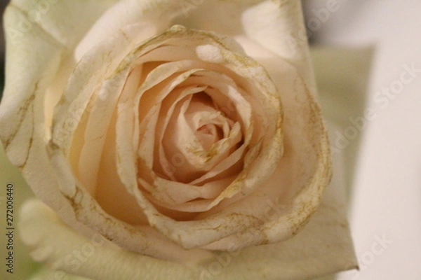 Obraz rose detail