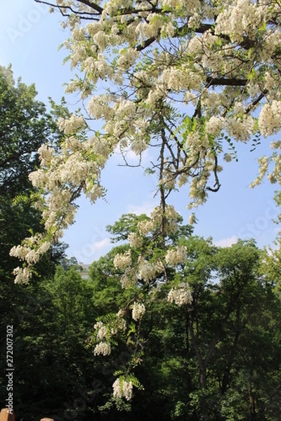 Obraz tree in spring