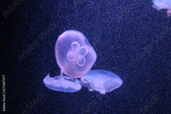 Obraz jellyfish on blue background