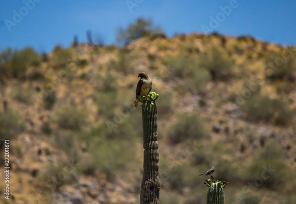 Obraz Predator and prey