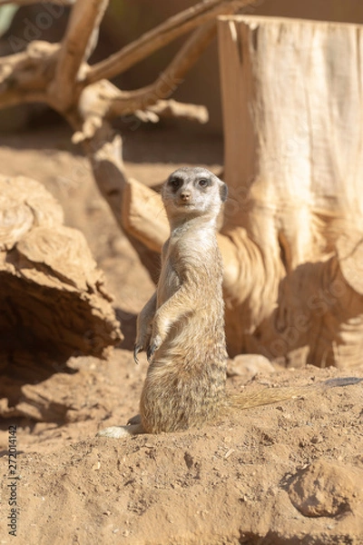 Obraz friendly meerkat sitting