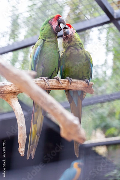 Obraz Parrots in love