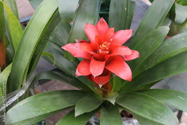 Fototapeta Bromélia flor tropical