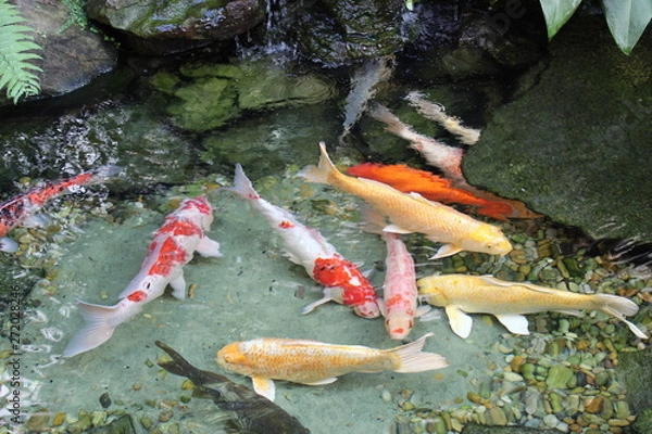 Obraz Carpas coloridas no lago