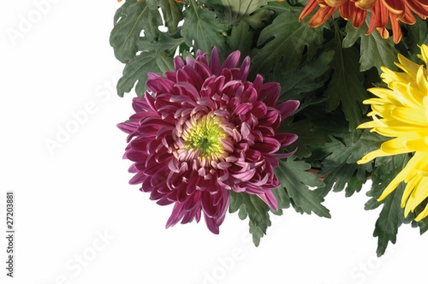Obraz chrysanthème