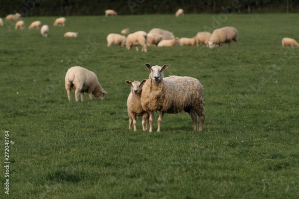 Fototapeta Sheep in a field