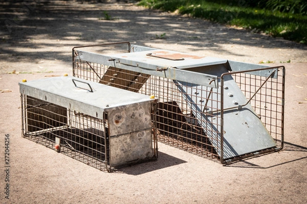 Fototapeta Rodent traps for animal control to catch squirrel/raccoon/rat