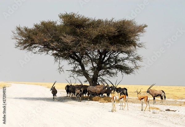 Obraz Wildnis Namibia