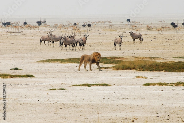 Obraz Tiere in Etosha