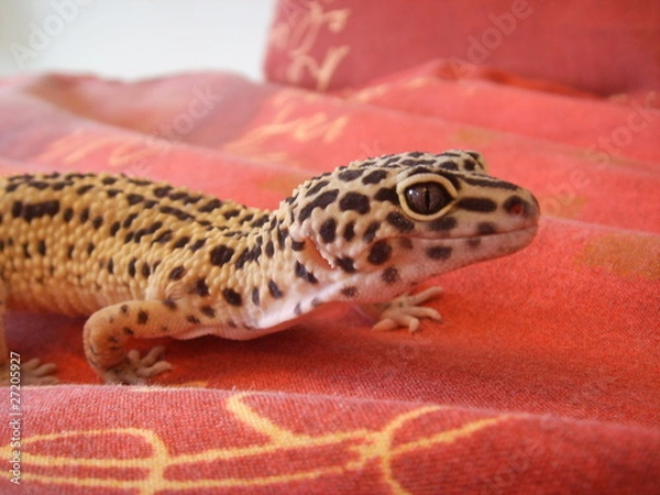 Fototapeta Leopard gecko