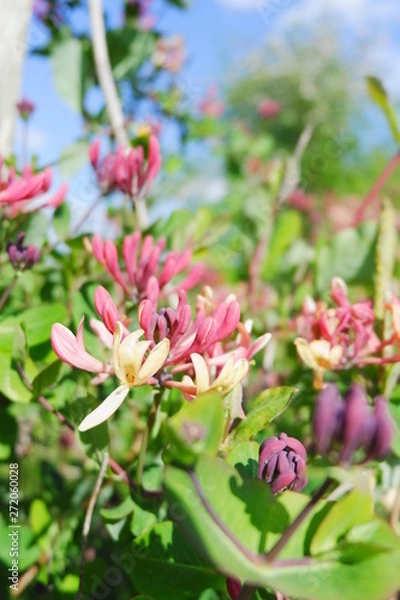 Obraz Spring Honeysuckle 