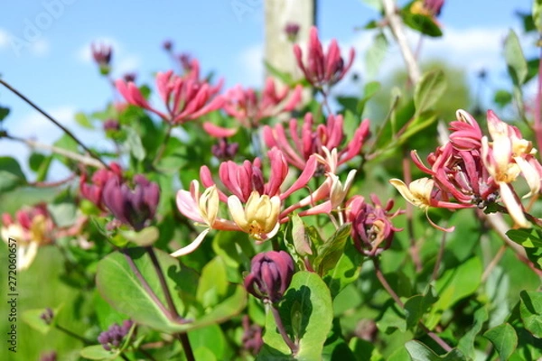 Obraz Spring Honeysuckle Landscape
