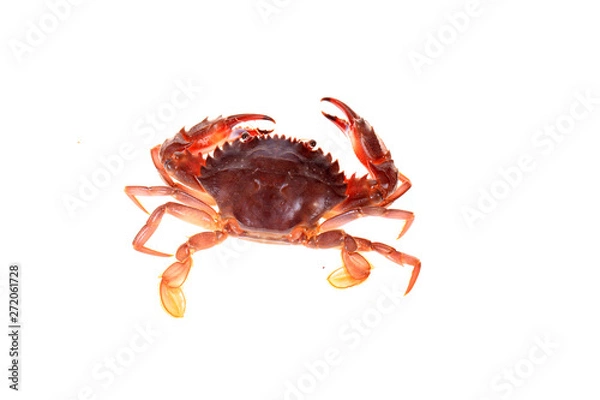 Fototapeta Crab isolated on white background.