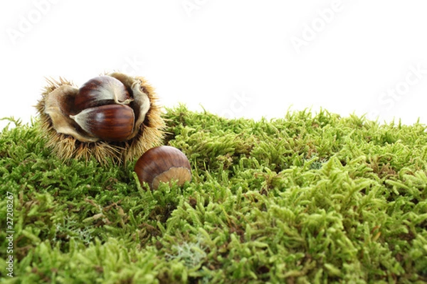 Fototapeta Châtaignes sur du lichen