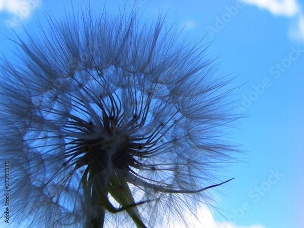 Obraz dandelion against blue sky
