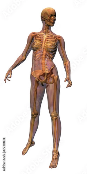Fototapeta female anatomy - musculature with skeleton