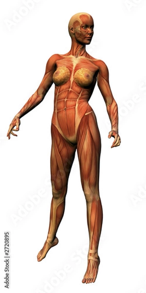 Fototapeta female anatomy - musculature
