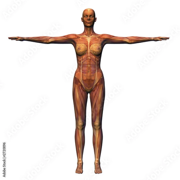 Fototapeta female anatomy - musculature with skeleton