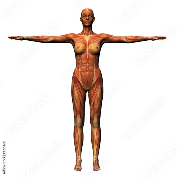 Fototapeta female anatomy - musculature