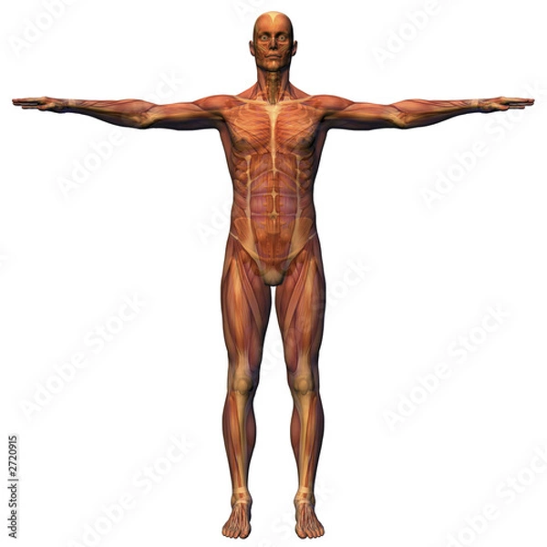 Fototapeta male anatomy - musculature with skeleton
