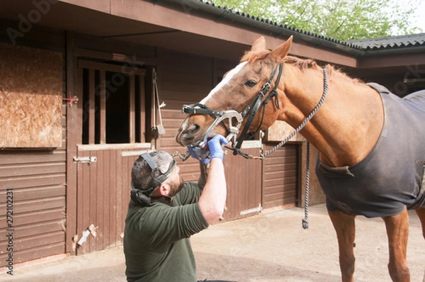 Fototapeta Equine dentist performing a routine check up