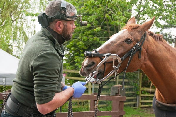 Fototapeta Equine dentist performing a routine check up