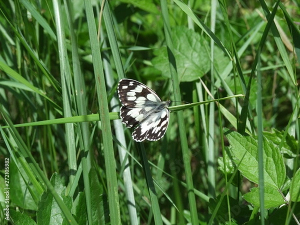 Obraz butterfly on grass