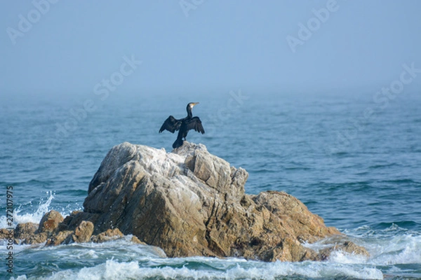 Obraz Cormorant sitting on a stone in the sea