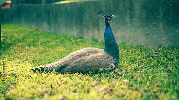 Fototapeta Peacock with feathers